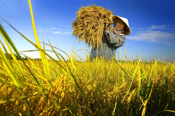 Tăng cơ hội tham gia BHXH tự nguyện với nông dân và lao động tự do